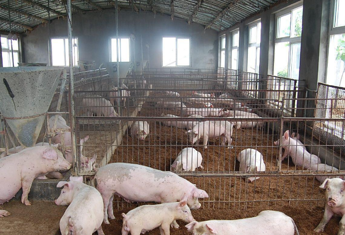 豬舍養(yǎng)殖場